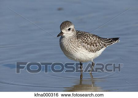 Grey Plover View Large Photo Image Stock Photograph - Grey Plover. Fotosearch