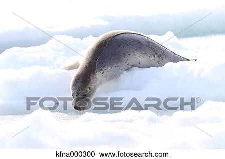 Stock Image - Harbor Seal. Fotosearch