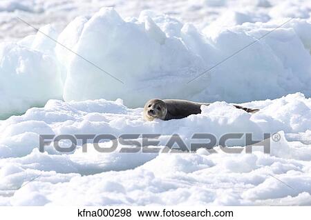 Stock Photo - Harbor Seal. Fotosearch