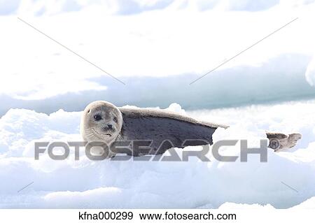 Harbor Seal View Large Photo Image Stock Photo - Harbor Seal. Fotosearch