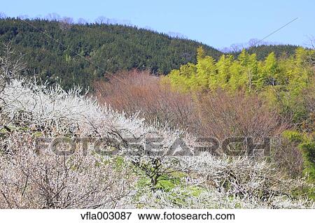 Haruna Plum Grove, Gunma Prefecture, Japan View Large Photo Image Stock Photo - Haruna Plum Grove, Gunma Prefecture, Japan. Fotosearch