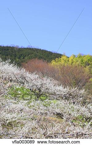 Haruna Plum Grove, Gunma Prefecture, Japan View Large Photo Image Stock Photo - Haruna Plum Grove, Gunma Prefecture, Japan. Fotosearch