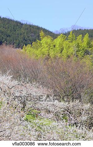 Haruna Plum Grove, Gunma Prefecture, Japan View Large Photo Image Stock Photograph - Haruna Plum Grove, Gunma Prefecture, Japan. Fotosearch