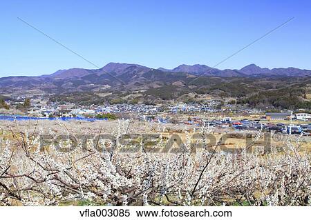 Haruna Plum Grove, Gunma Prefecture, Japan View Large Photo Image Stock Photography - Haruna Plum Grove, Gunma Prefecture, Japan. Fotosearch