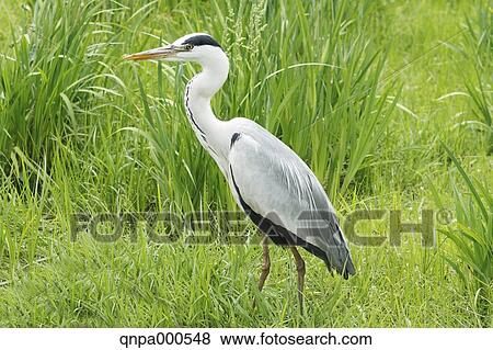 Heron View Large Photo Image Stock Photo - Heron. Fotosearch