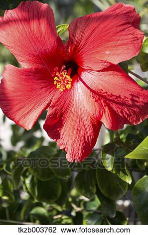 Hibiscus View Large Photo Image Stock Image - Hibiscus. Fotosearch