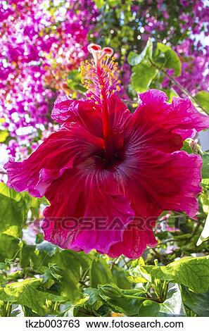 Hibiscus View Large Photo Image Stock Image - Hibiscus. Fotosearch