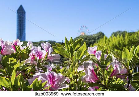 Higashiyama Sky Tower and flowers, Aichi Prefecture, Japan View Large Photo Image Stock Photo - Higashiyama Sky Tower and flowers, Aichi Prefecture, Japan. Fotosearch