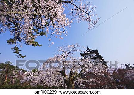 Hirosaki Castle, Aomori Prefecture, Japan View Large Photo Image Stock Photo - Hirosaki Castle, Aomori Prefecture, Japan. Fotosearch