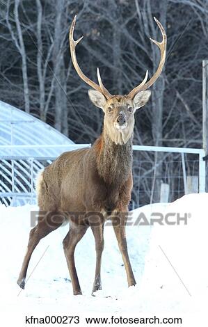 Hokkaido Sika Deer View Large Photo Image Stock Image - Hokkaido Sika Deer. Fotosearch