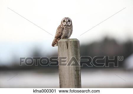 Stock Image - Horned Owl. Fotosearch