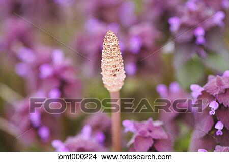Horsetail View Large Photo Image Picture - Horsetail. Fotosearch