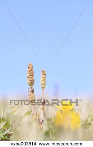 Horsetail View Large Photo Image Picture - Horsetail. Fotosearch