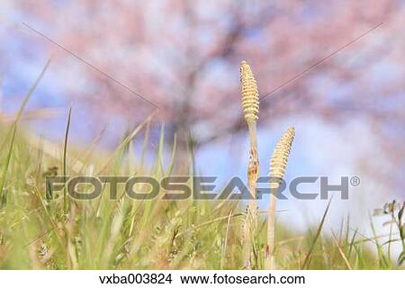Horsetail View Large Photo Image Picture - Horsetail. Fotosearch