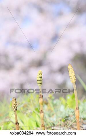 Horsetail View Large Photo Image Picture - Horsetail. Fotosearch