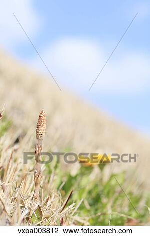 Horsetail View Large Photo Image Stock Image - Horsetail. Fotosearch