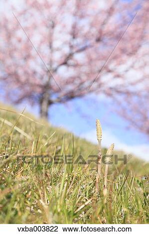 Horsetail View Large Photo Image Stock Image - Horsetail. Fotosearch