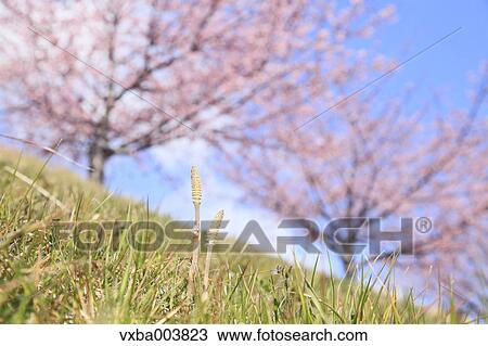 Horsetail View Large Photo Image Stock Image - Horsetail. Fotosearch