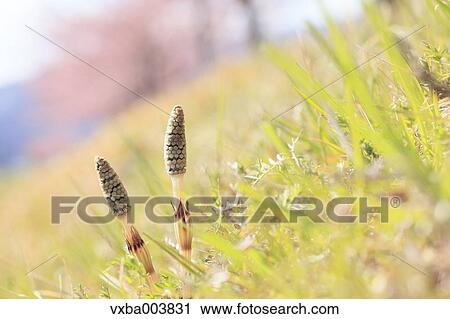 Horsetail View Large Photo Image Stock Image - Horsetail. Fotosearch