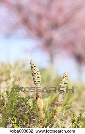 Horsetail View Large Photo Image Stock Image - Horsetail. Fotosearch