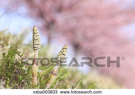 Horsetail View Large Photo Image Stock Image - Horsetail. Fotosearch