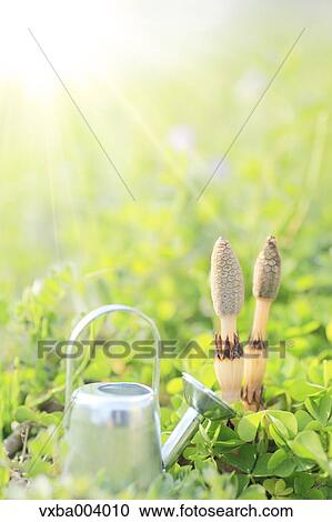 Horsetail View Large Photo Image Stock Image - Horsetail. Fotosearch