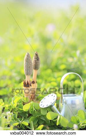 Horsetail View Large Photo Image Stock Image - Horsetail. Fotosearch