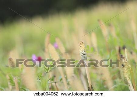 Horsetail View Large Photo Image Stock Image - Horsetail. Fotosearch