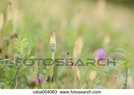 Horsetail View Large Photo Image Stock Image - Horsetail. Fotosearch
