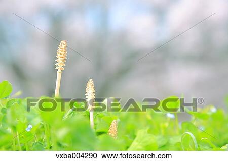 Horsetail View Large Photo Image Stock Image - Horsetail. Fotosearch