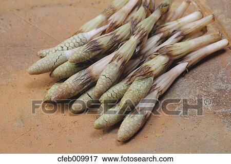 Horsetail View Large Photo Image Stock Photo - Horsetail. Fotosearch