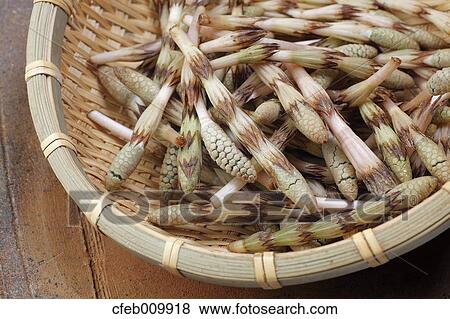 Horsetail View Large Photo Image Stock Photo - Horsetail. Fotosearch