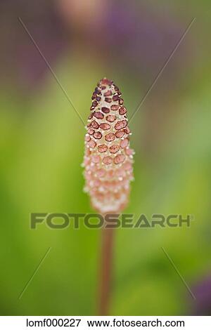 Horsetail View Large Photo Image Stock Photo - Horsetail. Fotosearch