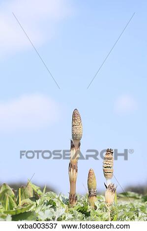 Horsetail View Large Photo Image Stock Photo - Horsetail. Fotosearch