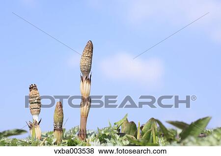 Horsetail View Large Photo Image Stock Photo - Horsetail. Fotosearch