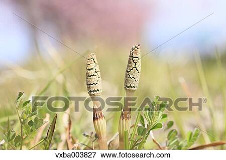 Horsetail View Large Photo Image Stock Photo - Horsetail. Fotosearch