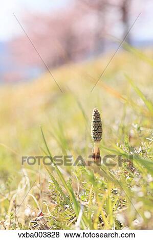 Stock Photo - Horsetail. Fotosearch