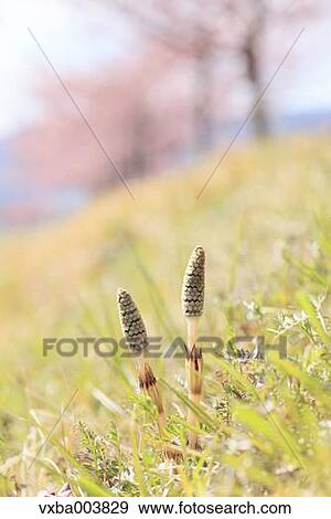 Horsetail View Large Photo Image Stock Photo - Horsetail. Fotosearch