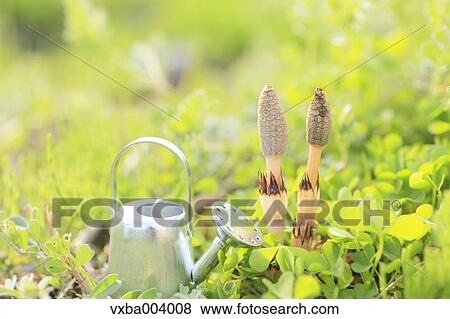 Horsetail View Large Photo Image Stock Photo - Horsetail. Fotosearch
