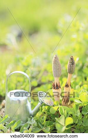 Horsetail View Large Photo Image Stock Photo - Horsetail. Fotosearch