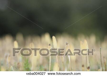 Horsetail View Large Photo Image Stock Photo - Horsetail. Fotosearch