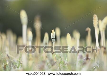 Stock Photo - Horsetail. Fotosearch
