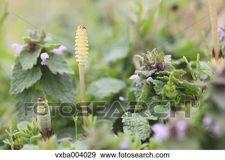 Horsetail View Large Photo Image Stock Photo - Horsetail. Fotosearch