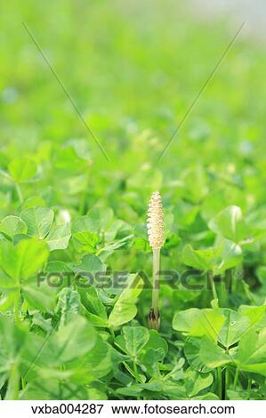Horsetail View Large Photo Image Stock Photo - Horsetail. Fotosearch