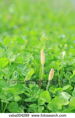 Horsetail View Large Photo Image Stock Photo - Horsetail. Fotosearch