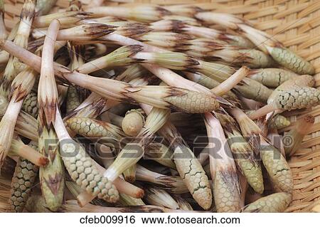 Horsetail View Large Photo Image Stock Photograph - Horsetail. Fotosearch