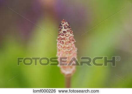 Horsetail View Large Photo Image Stock Photograph - Horsetail. Fotosearch