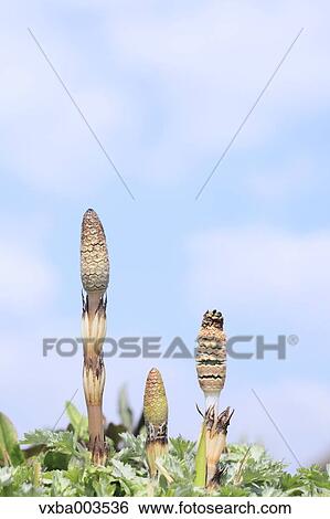Horsetail View Large Photo Image Stock Photograph - Horsetail. Fotosearch