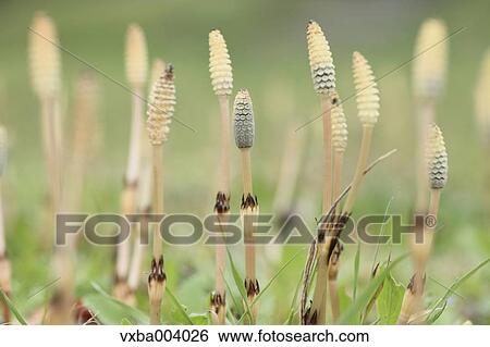 Horsetail View Large Photo Image Stock Photograph - Horsetail. Fotosearch