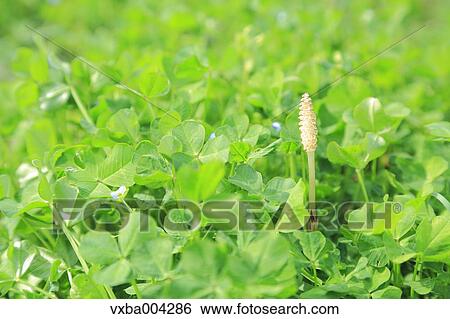 Horsetail View Large Photo Image Stock Photograph - Horsetail. Fotosearch